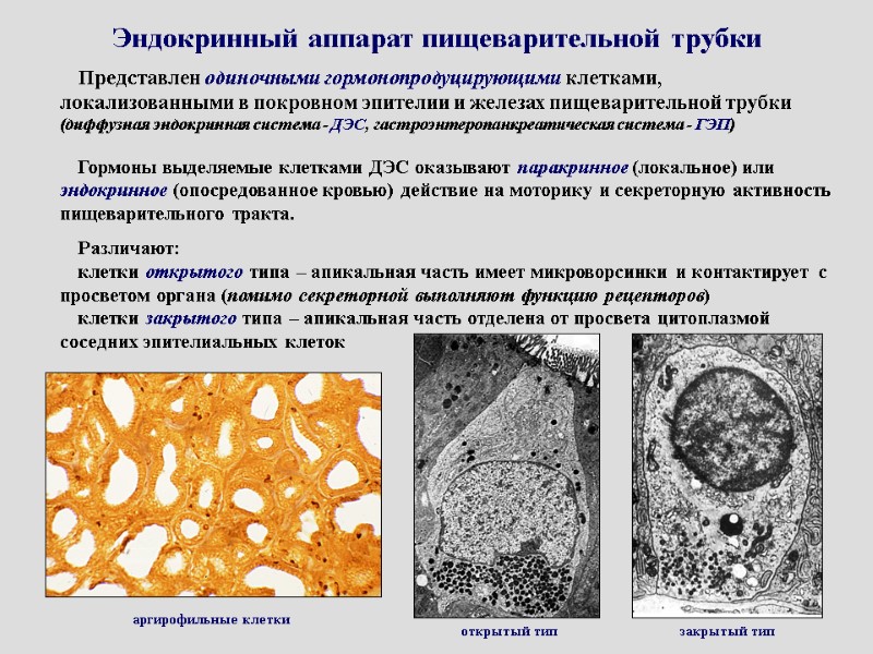 Эндокринный аппарат пищеварительной трубки Представлен одиночными гормонопродуцирующими клетками, локализованными в покровном эпителии и железах